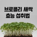 새싹의 놀라운 효능 이미지