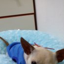 왕준코 Daum카페