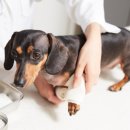 이즈 동물병원 이미지