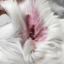 하임동물병원 이미지