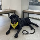 로이동물병원 이미지