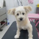 개멋지냥 이미지