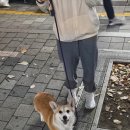 (주)쿠키 이미지