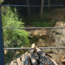 아갤러리 이미지