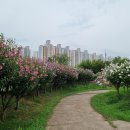무궁화동산 연합뉴스