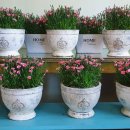 원플라워 이미지