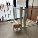 모랑펫살롱 이미지