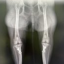 신대방동물메디컬 이미지