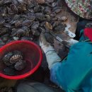 나는어부다 참전복 이미지