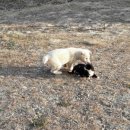 강아지와 고양이 이미지