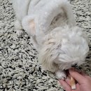 주식회사 미소 | [애견용품] 강아지 진수성찬 고품격 애견 간식 사용 후기 / 내돈내산 리뷰