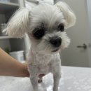 정샘 동물병원 이미지