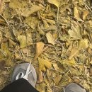 울릉이당 | 용산 오징어회전문점 울릉집 용산 횟집 솔직후기