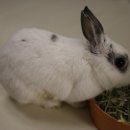 래플즈동물병원 | 반려토끼 리리의 구리 래플즈 동물병원 방문 후기