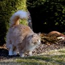 탑스동물메디컬센터 이미지