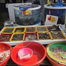 서부회센타 | 아이미수산 : 태안서부시장 회 포장 맛집 추천 내돈내산 후기 (인생 첫 갑오징어회)