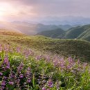 금평목장 이미지