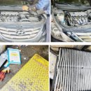 신성카포스 이미지