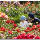 장미농원 이미지