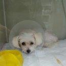 24시프라임동물병원 네이버블로그