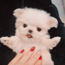 나눔펫 책임분양소 강아지분양 일산점 이미지