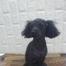 아지양이 펫샵 이미지