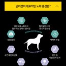 노견 사료 퓨리나 프로플랜 브라이트마인드 3달 급여 후기