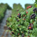 마리네 농장 이미지