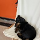 게르메스 이미지