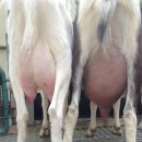 숲속산양목장 이미지