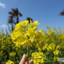 애월한담해안산책로 이미지