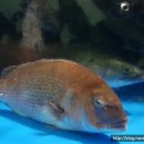 중매인55호 이미지