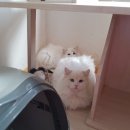 캣돌 캐터리 이미지