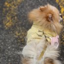 포포하우스에서 제작한 강아지 네임택 후기 🐶💕