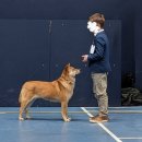 1.01.2026 - Coventry Ladies Kennel Society Show, UK 이미지