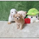 광주강아지분양 고양이분양 펫왕국 이미지