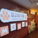 고양이 마을 | 잠실 고양이카페 | 입양을 돕는 길고양이마을 후기