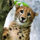 가든은행나무 이미지