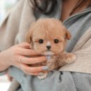 그리시아 화이트 매직 이미지