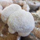 늘픔농장 이미지