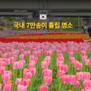 낙동강관리본부 화명생태공원 13 | 부산 화명생태공원 튤립 4월 실시간 개화 상황, 지금 가도 될까? (+ 위치 주차 팁)