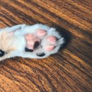 고양이발바닥 이미지