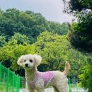 포레스트 하우스 애견유치원 이미지