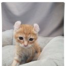 (주)야옹아멍멍해봐펫 강아지고양이 인천청라점 | 청라고양이분양 내맘에 폴짝!