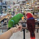 앵무세상 이미지