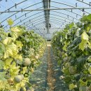 황화농장 이미지