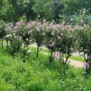 백일홍어린이공원 이미지