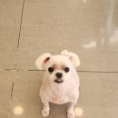 머즐