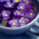 바이올렛(Violet)