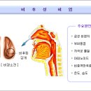 비후성 비염에 관한 정보 모음 이미지